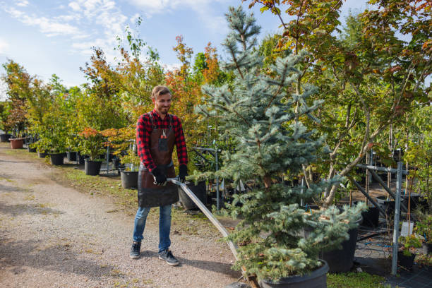 How Our Tree Care Process Works  in Hudson Lake, IN